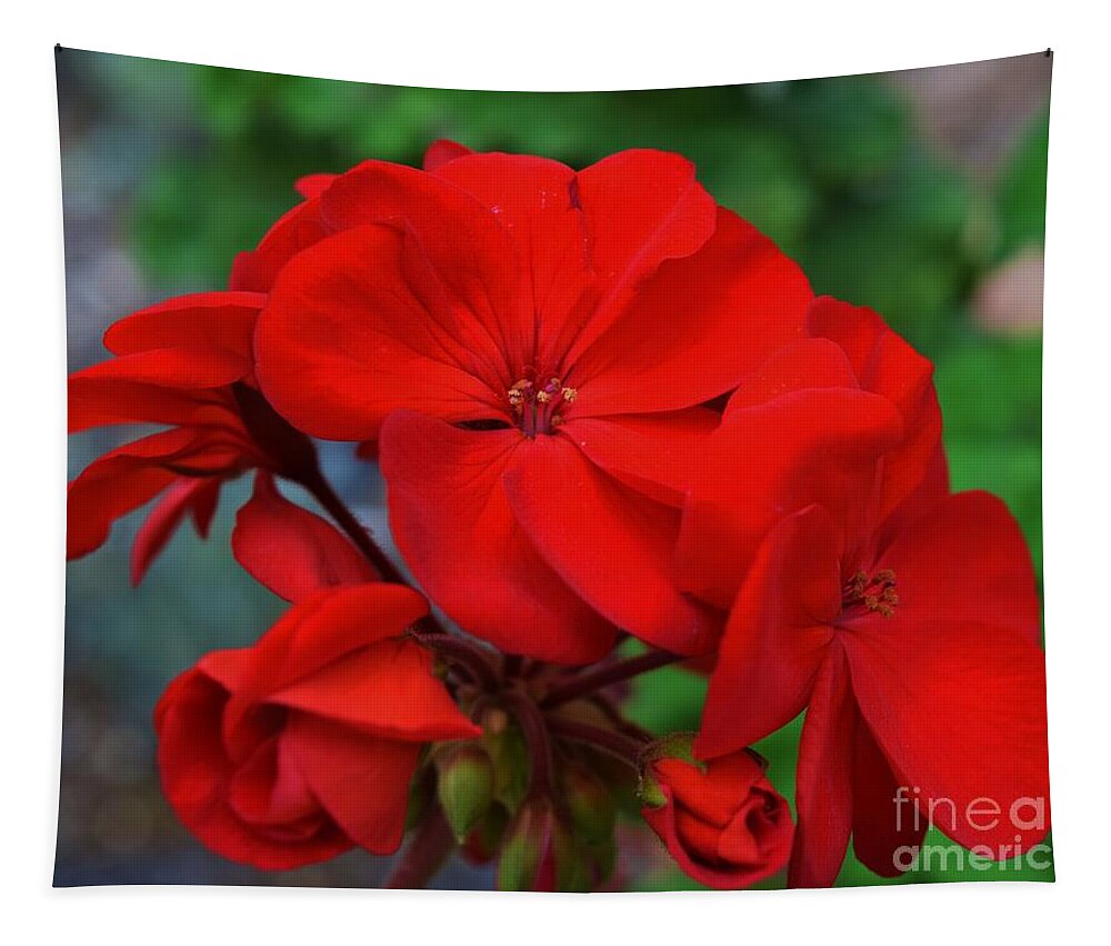 Geraniums Tapestry featuring the photograph Geraniums' Luster by Janet Marie