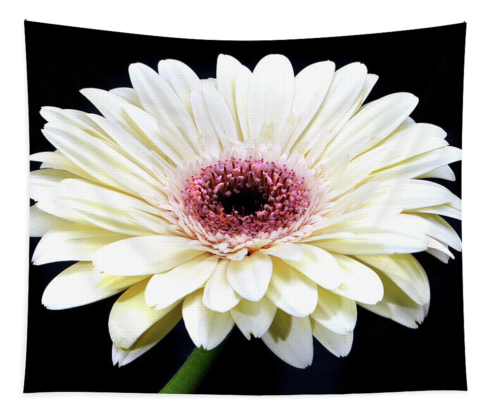 Gerbera Daisy Tapestry featuring the photograph Gerbera Daisy by Terence Davis