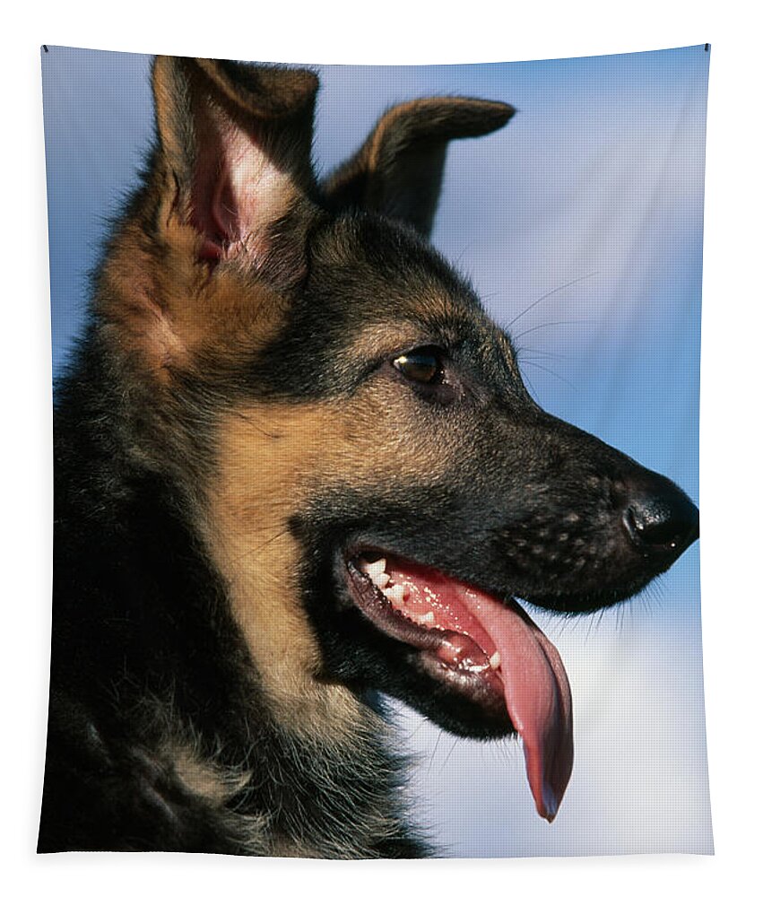 Alsatian Tapestry featuring the photograph German Shepherd Dog Or Alsatian Puppy by Nhpa