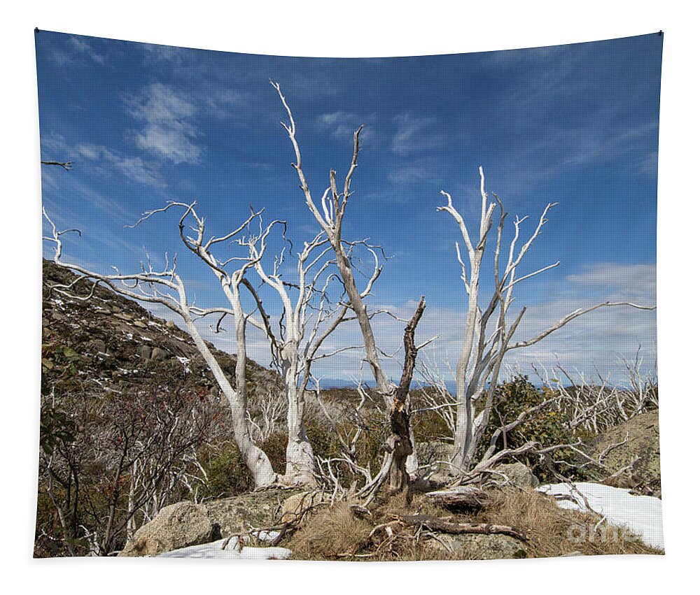 Trees Tapestry featuring the photograph Ghostly Snowgums by Linda Lees