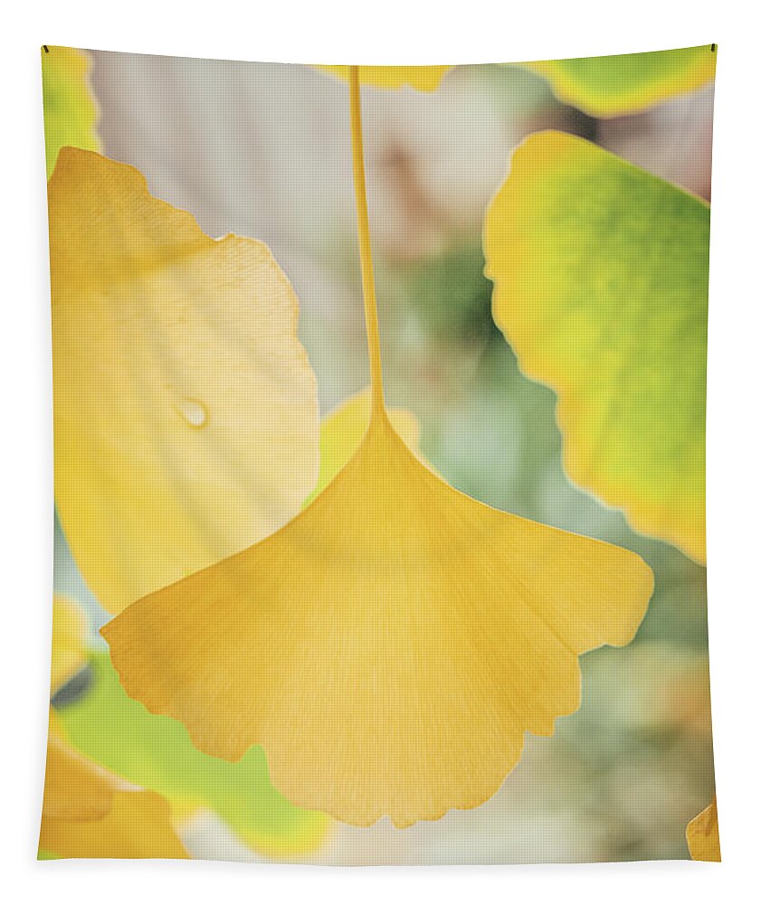 Ginkgo Tapestry featuring the photograph Ginkgo Symbol by Philippe Sainte-Laudy