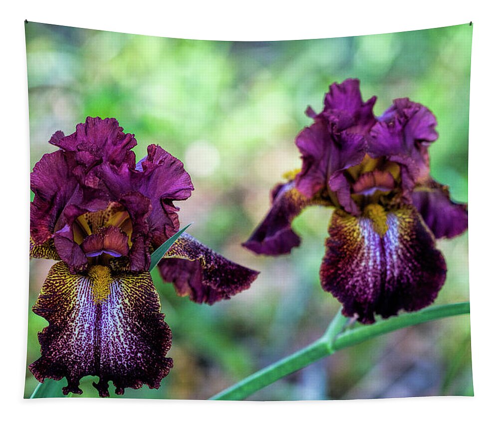 Burgundy Tapestry featuring the photograph Glorious Twin Burgundy Iris Blossoms by Kathy Clark