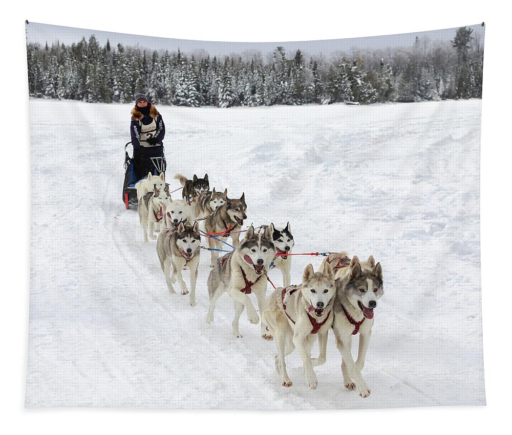 Sled Dog Race Tapestry featuring the photograph Go Huskies by Susan Rissi Tregoning