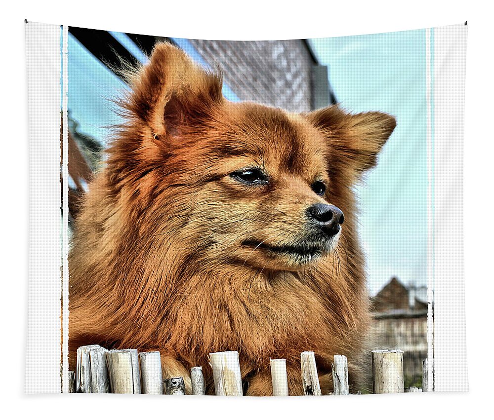 Toy Dog Tapestry featuring the photograph Golden Pomeranian dog by Heidi De Leeuw