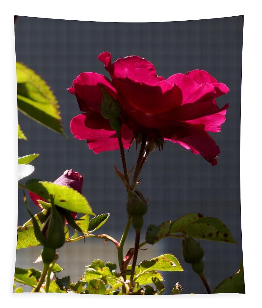 Botanical Tapestry featuring the photograph Good Afternoon Rose by Richard Thomas