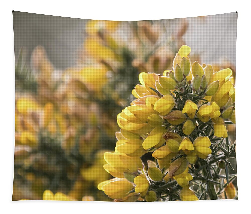 Wildlifephotograpy Tapestry featuring the photograph Gorse by Wendy Cooper