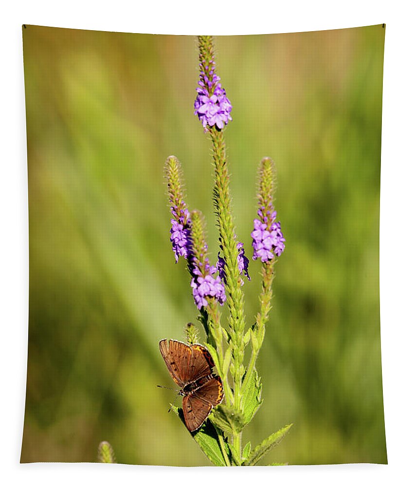 Gray Copper (lycaena Dione) Tapestry featuring the photograph Gray Copper on Blazing Star by Jeff Phillippi