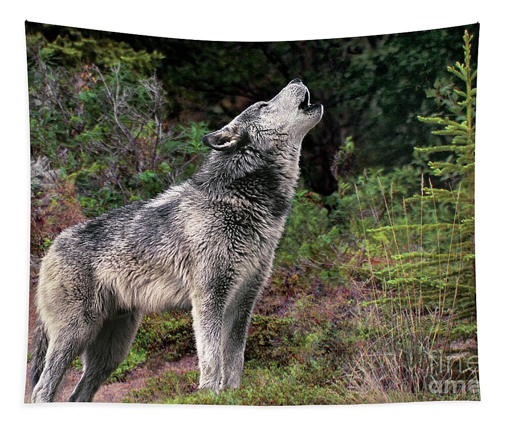 Gray Wolf Tapestry featuring the photograph Gray Wolf Howling Endangered Species Wildlife Rescue by Dave Welling