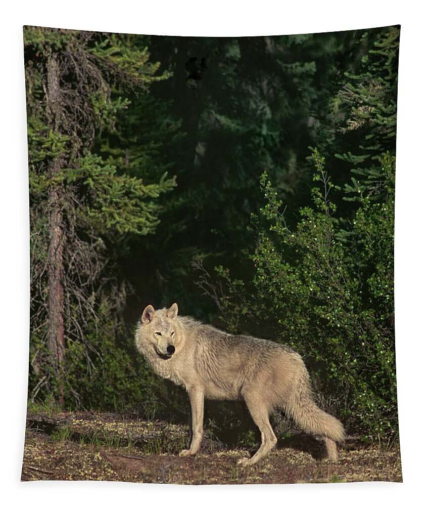 Dave Welling Tapestry featuring the photograph Gray Wolf Poses In Taiga Forest Canada by Dave Welling