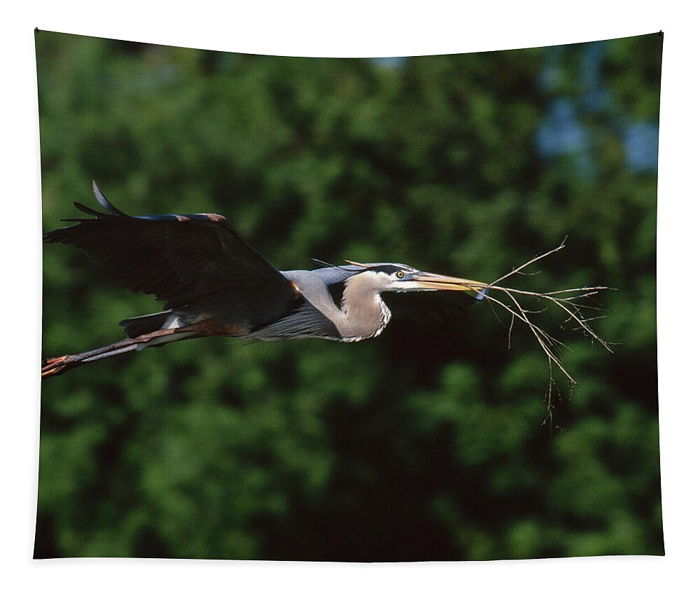 Animal Tapestry featuring the photograph Great Blue Heron Ardea Herodias by Nhpa