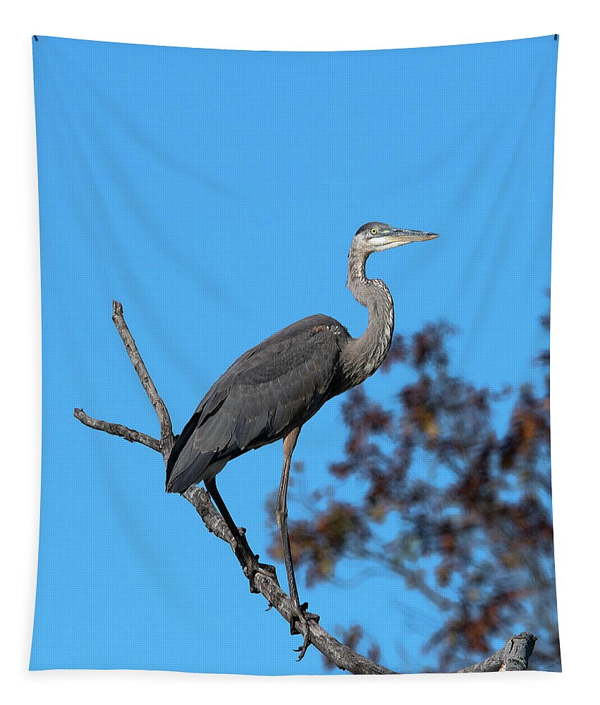 Nature Tapestry featuring the photograph Great Blue Heron in a Tree DMSB0210 by Gerry Gantt