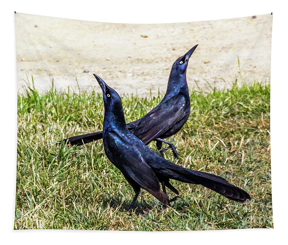 Great-tailed Grackle Tapestry featuring the photograph Great-tailed Grackles Looking Up by Kate Brown