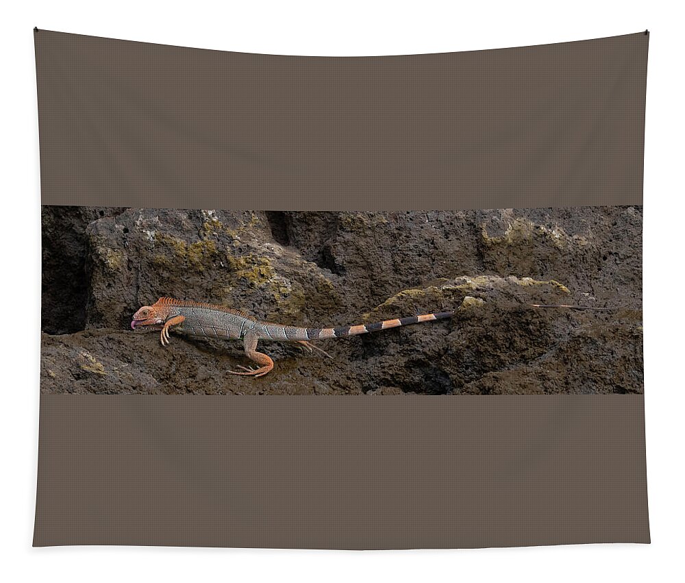 Iguana Tapestry featuring the photograph Green Iguana by Patrick Nowotny
