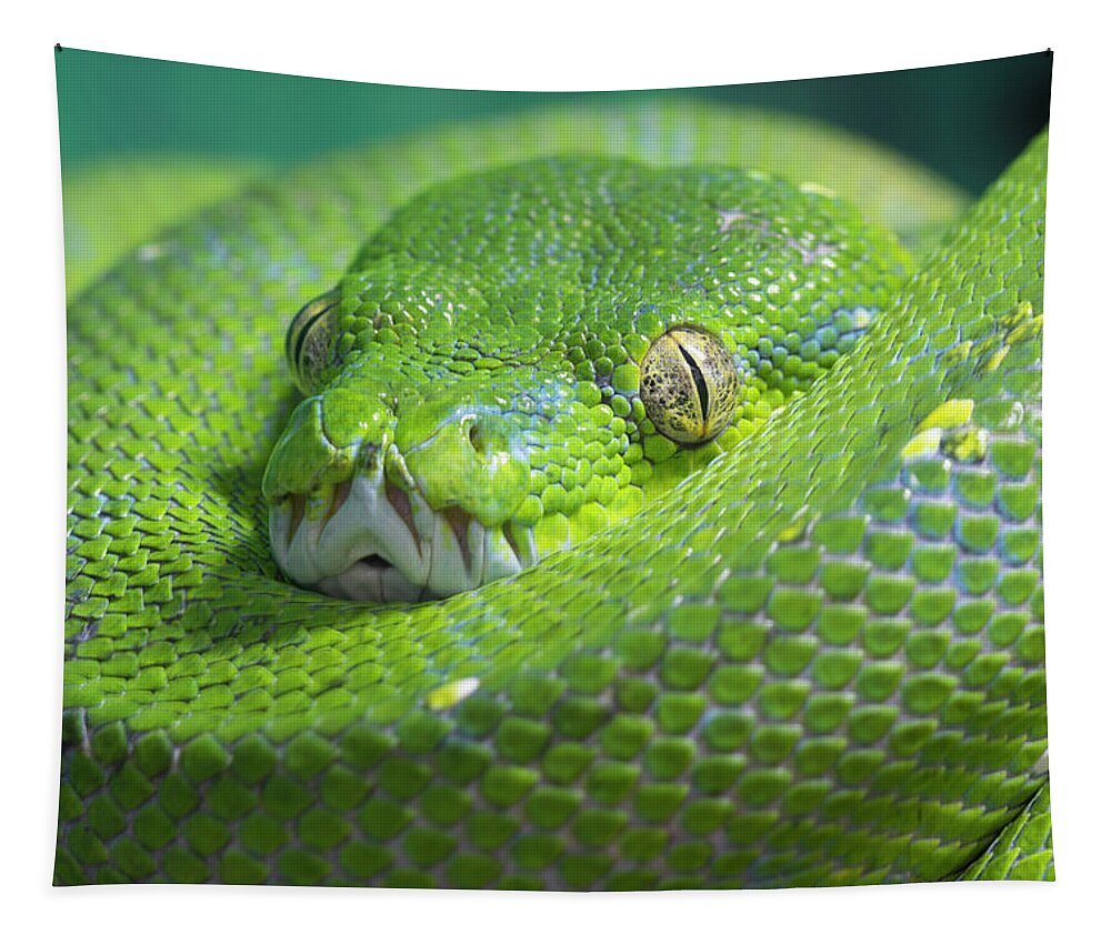 Python Tapestry featuring the photograph Green Tree Python by Steev Stamford