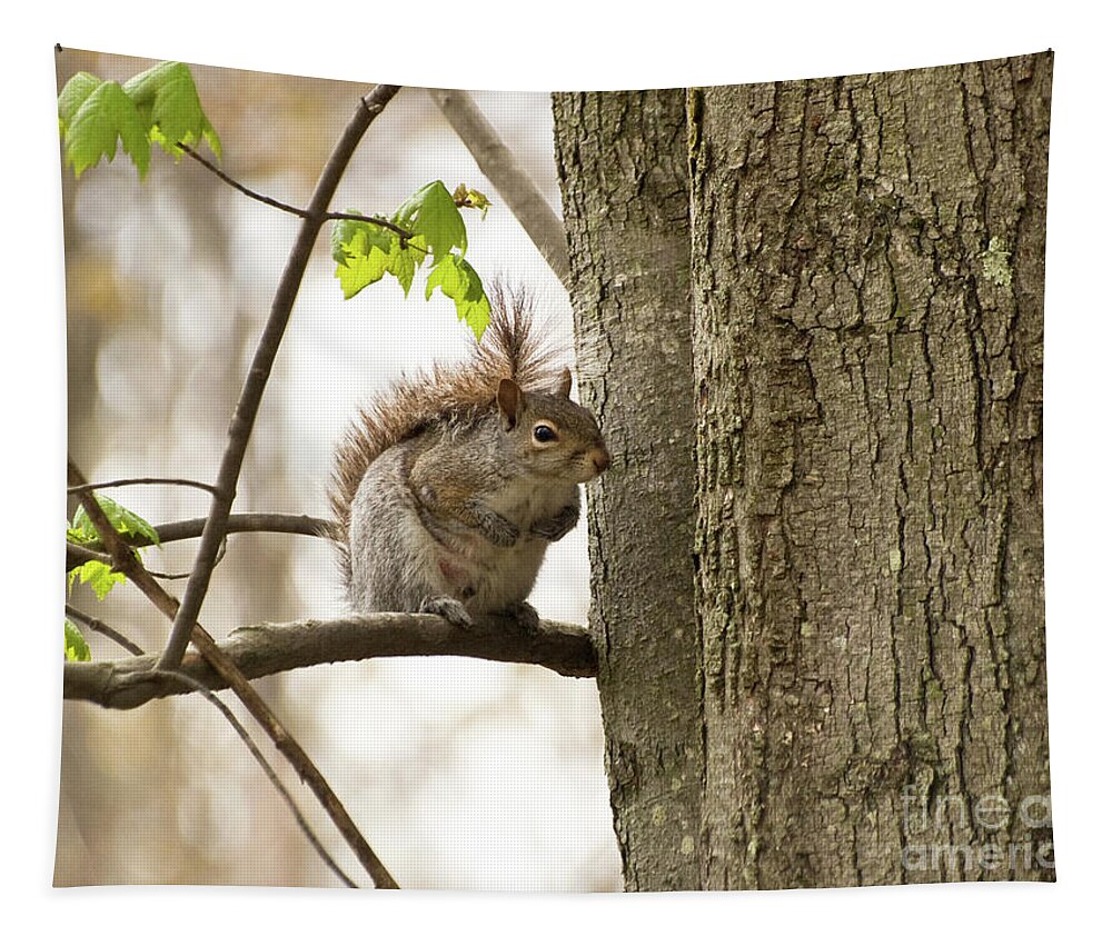 Nature Tapestry featuring the photograph Greetings From A Squirrel by Dorothy Lee