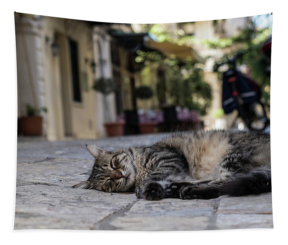 Corfu Tapestry featuring the photograph Grey Corfu Cat by Inge Elewaut