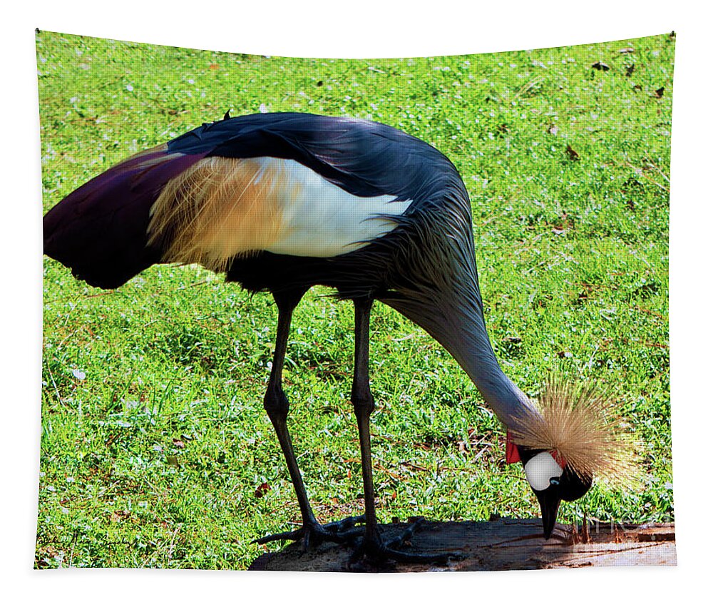 Al Tapestry featuring the photograph Gray Crowned Crane Gulf Shores F13119b by Mas Art Studio