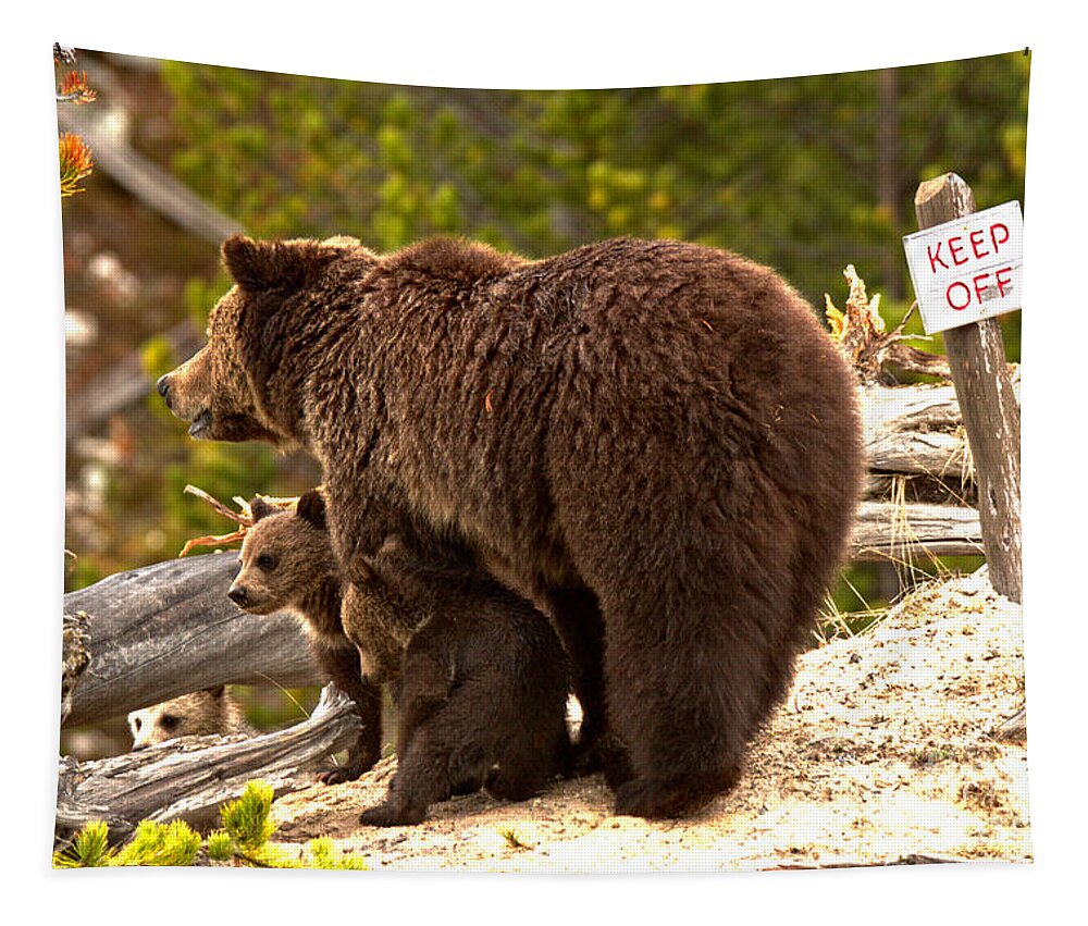 Grizzly Bear Tapestry featuring the photograph Grizzly Family At Roaring Mountain by Adam Jewell