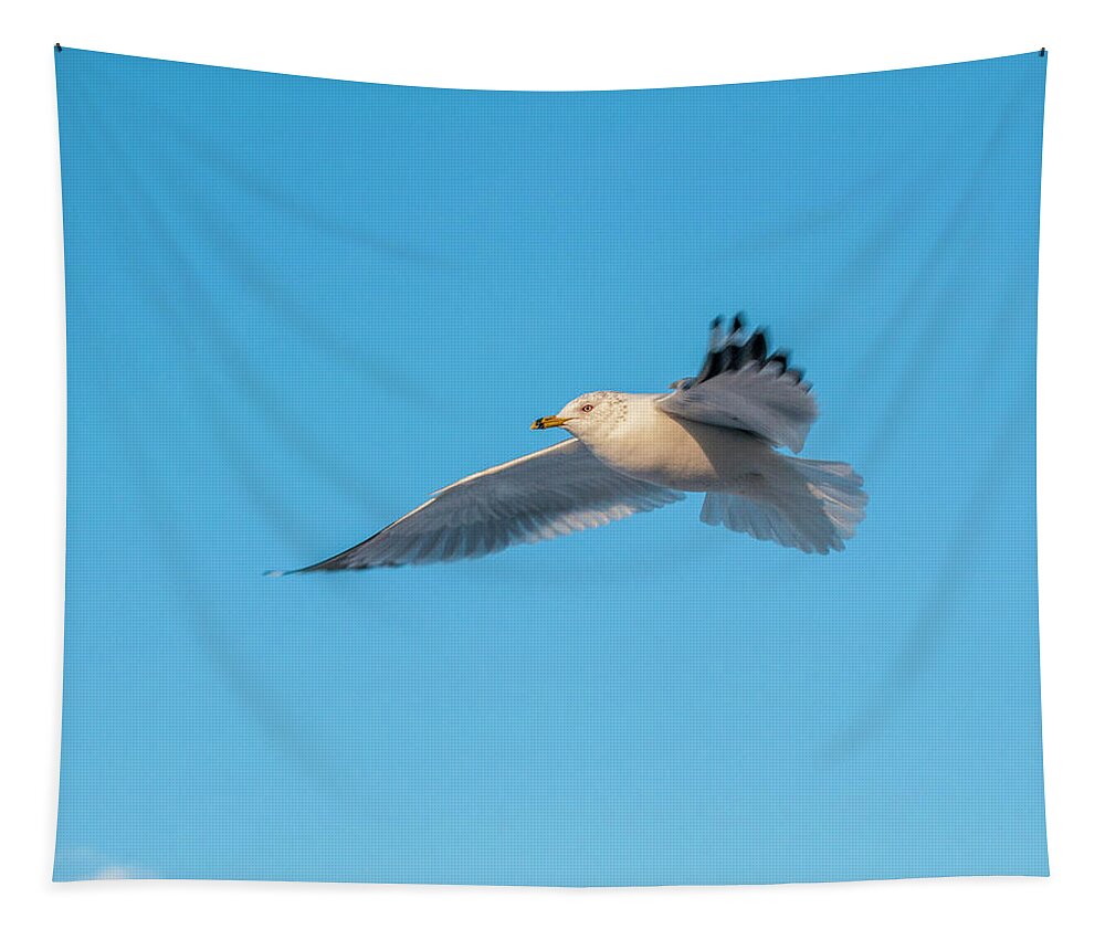 Shore Bird Tapestry featuring the photograph Gull In Flight 1 by Cathy Kovarik