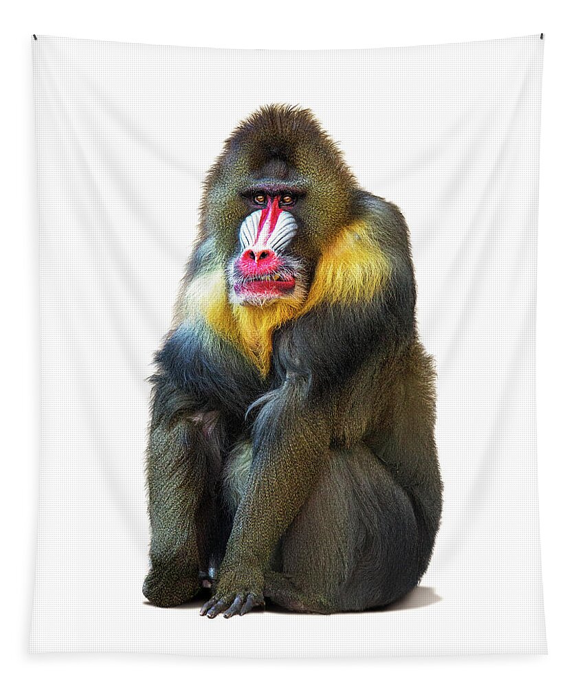 Baboon Tapestry featuring the photograph Mandrill Baboon Named Spock by Good Focused