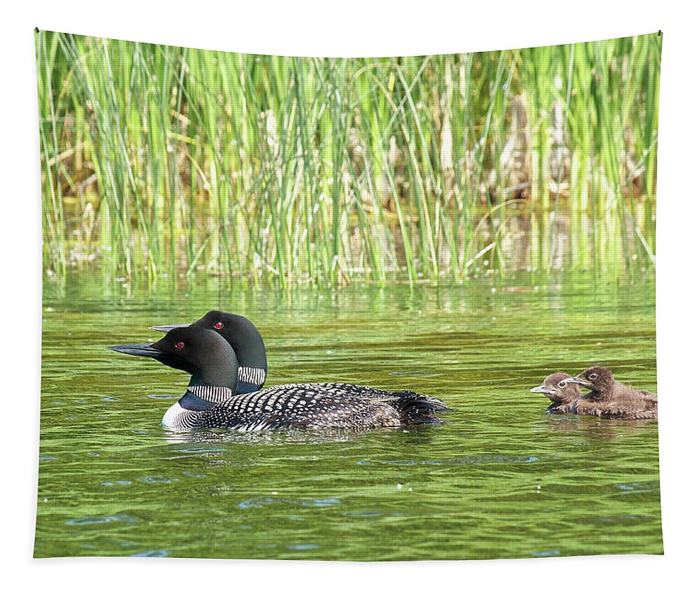 Loons Tapestry featuring the photograph Happy Family by Penny Meyers