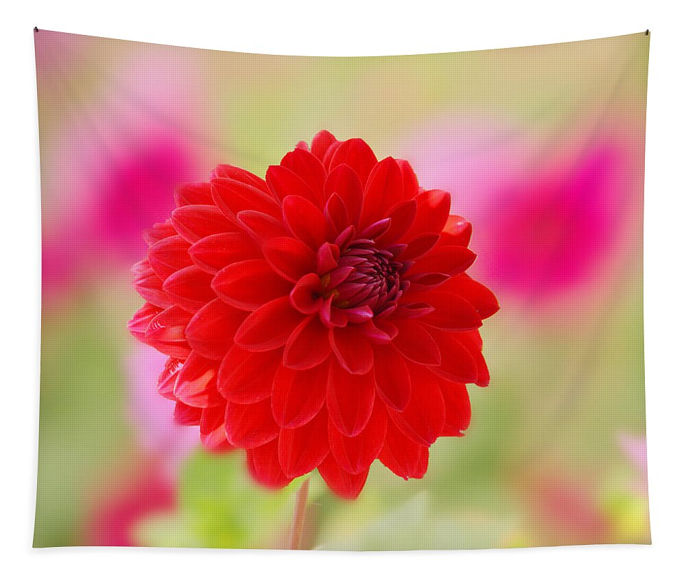 Art Tapestry featuring the photograph Happy Red Dahlia by Joan Han