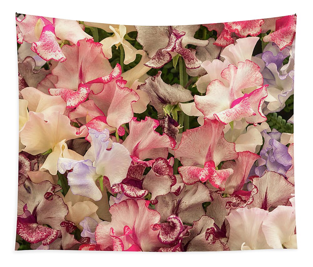 Pea Tapestry featuring the photograph Harlequin Sweet Pea Flowers 01 by Chris Smith
