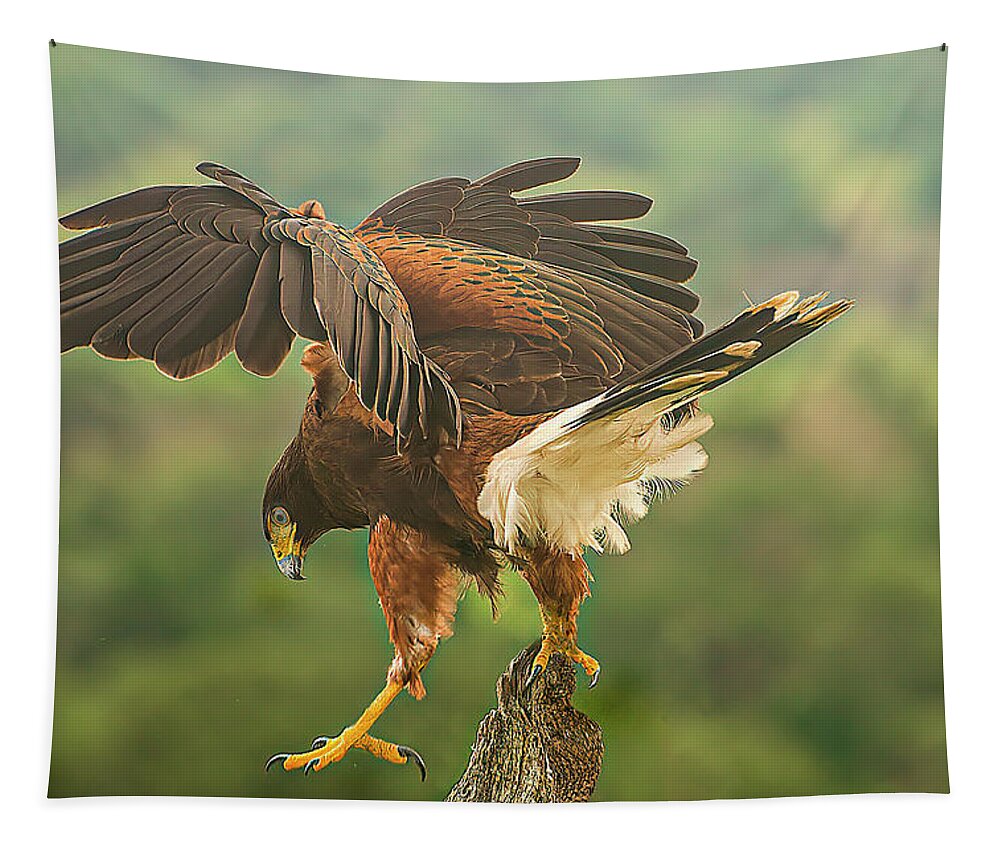 Bird Tapestry featuring the photograph Harris Hawk Landing by Peggy Blackwell