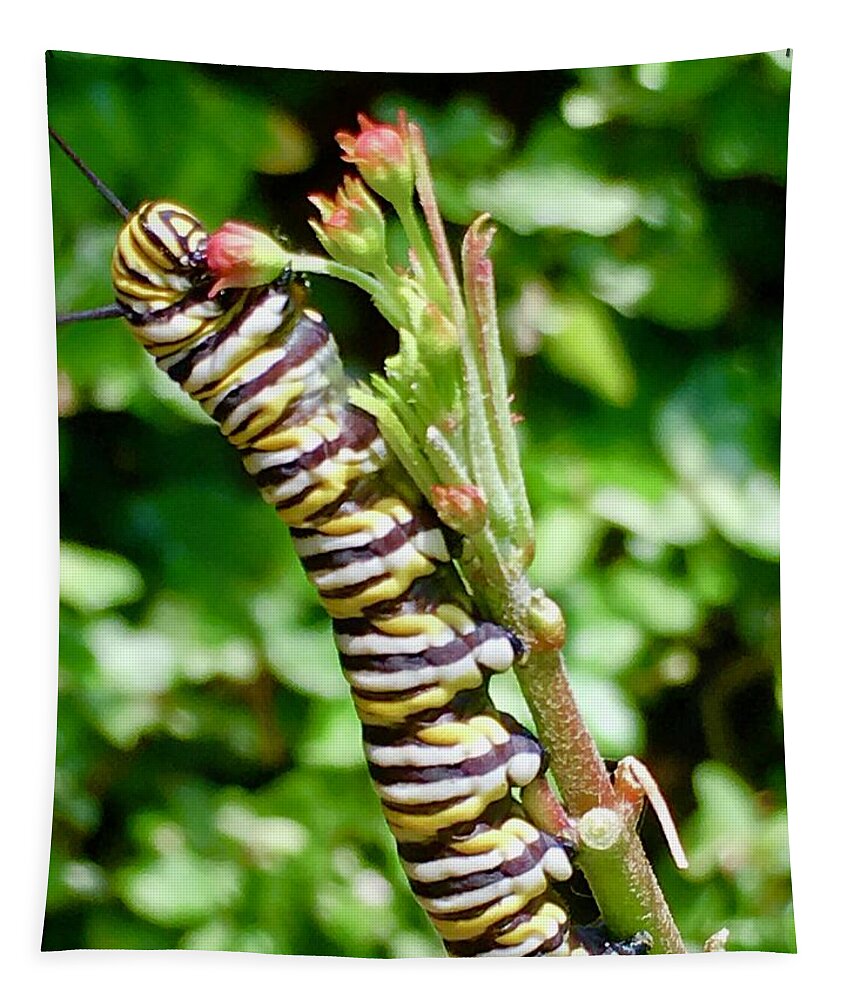 Caterpiller Tapestry featuring the photograph Heads or Tails? by Debra Grace Addison