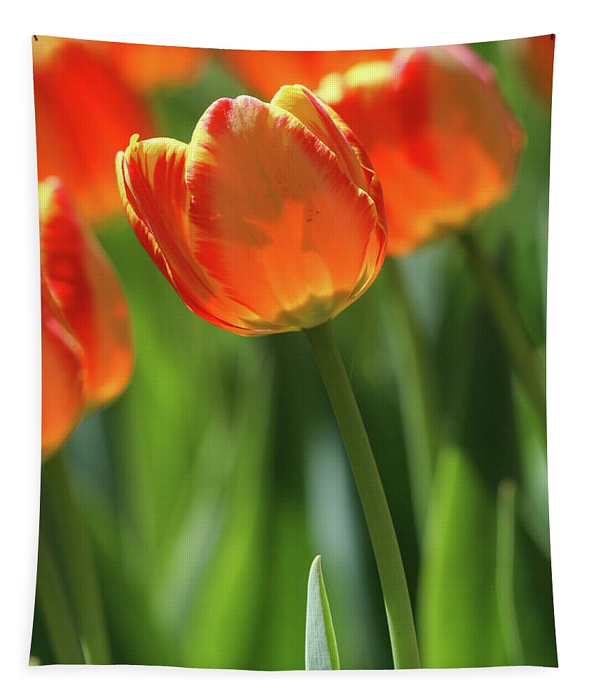 Tulip Tapestry featuring the photograph Hello Sunshine by Mary Anne Delgado
