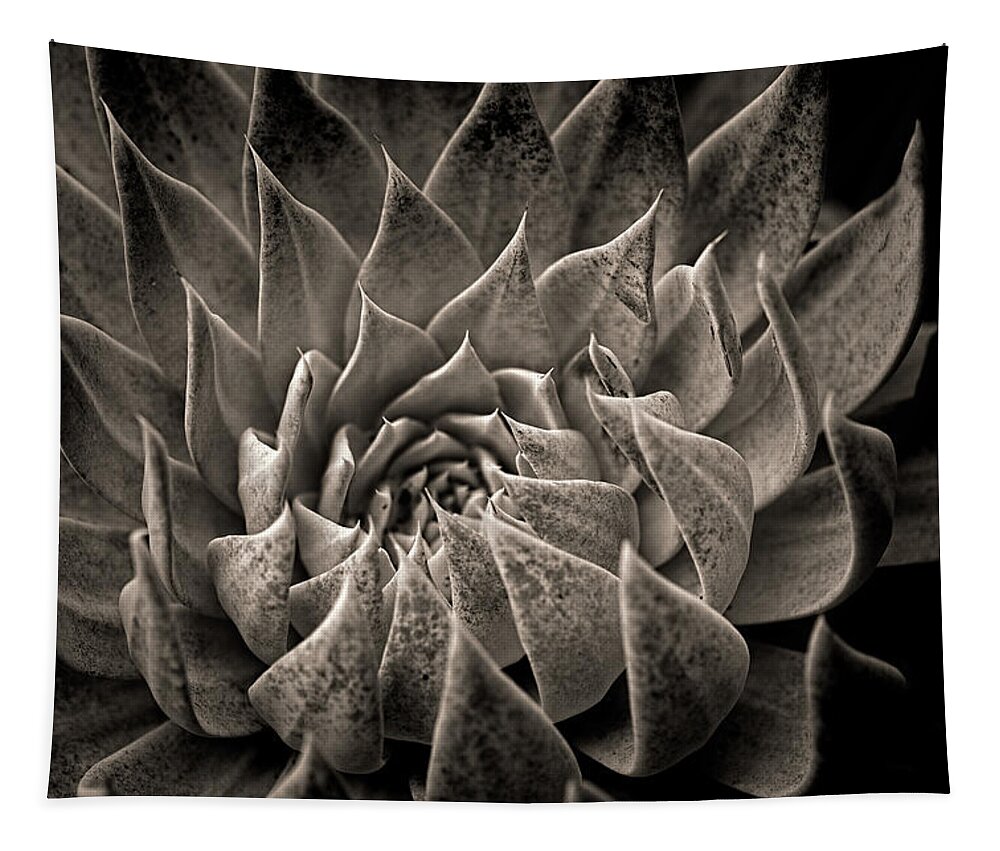 Hen And Chicks Tapestry featuring the photograph Hen and chicks in monochrome by Alessandra RC