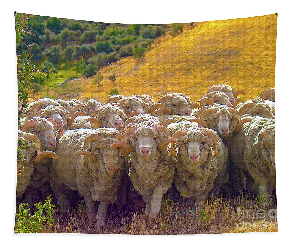 Sheep Tapestry featuring the photograph Herding Merino Sheep by Leslie Struxness