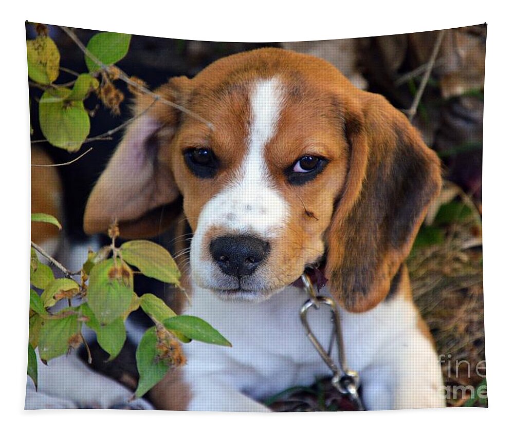 Beagle Puppy Tapestry featuring the photograph Hermine The Beagle by Thomas Schroeder