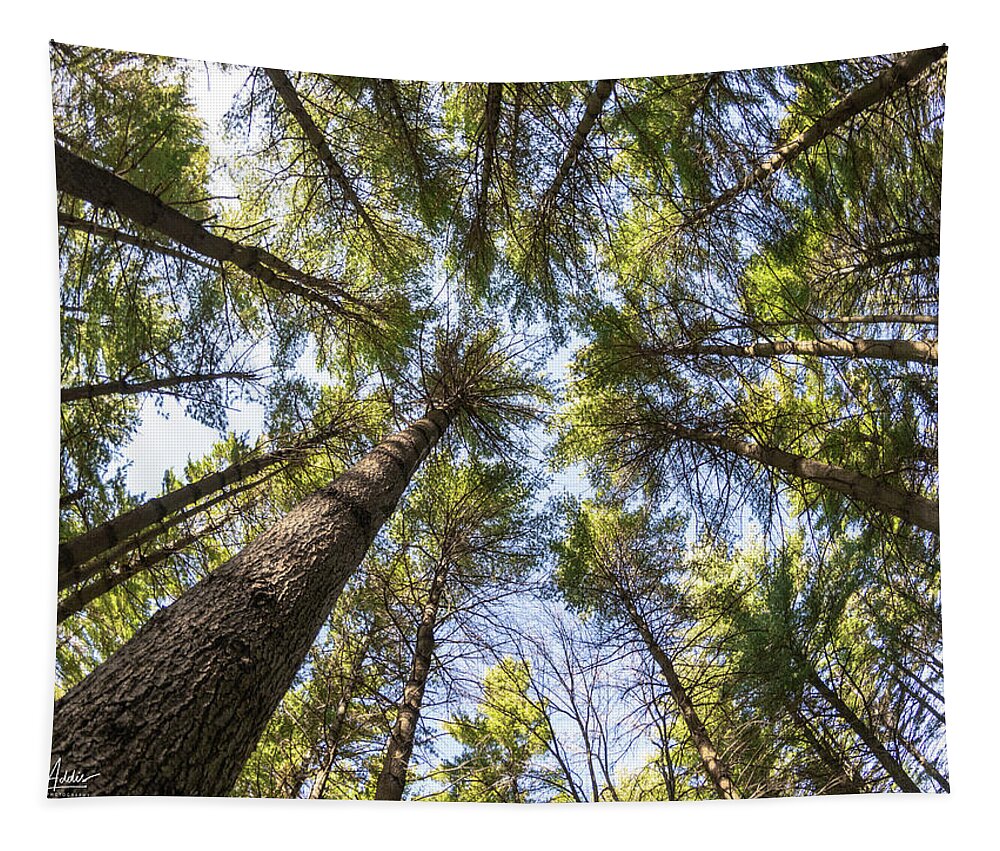 Trees Tapestry featuring the photograph High Rise Pines by Phil S Addis