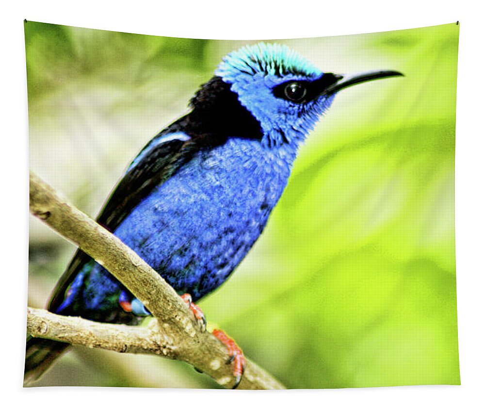 Red-legged Honeycreeper Tapestry featuring the photograph Red Legged Honeycreeper by Pheasant Run Gallery