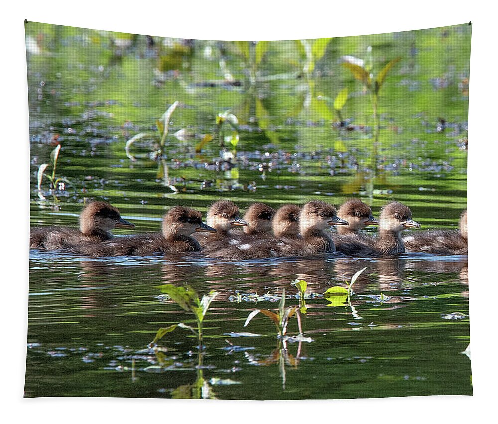 Nature Tapestry featuring the photograph Hooded Merganser Ducklings DWF0203 by Gerry Gantt