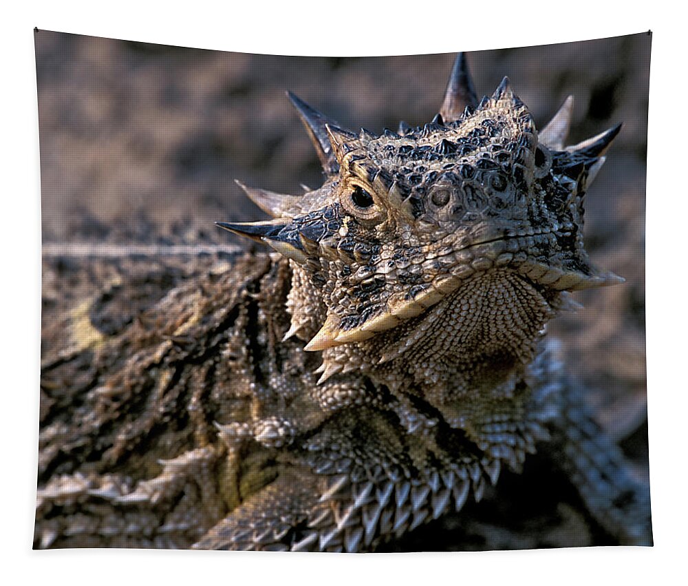 Horn Toad Tapestry featuring the photograph Horn Toad by Gary Langley