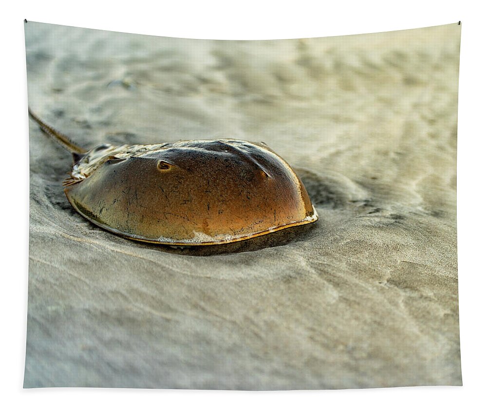Beach Tapestry featuring the photograph Horseshoe Crab on the Beach by William Dickman