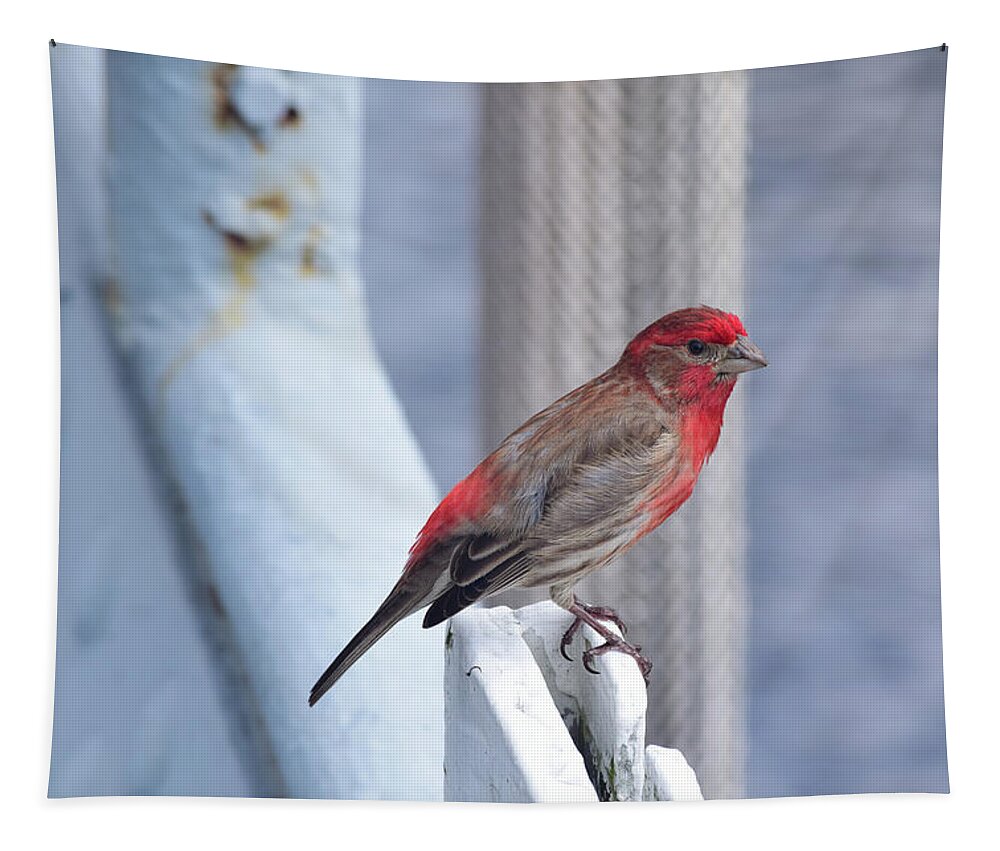 Finch Tapestry featuring the photograph House Finch on the U.S.S. Wisconsin by Nicole Lloyd