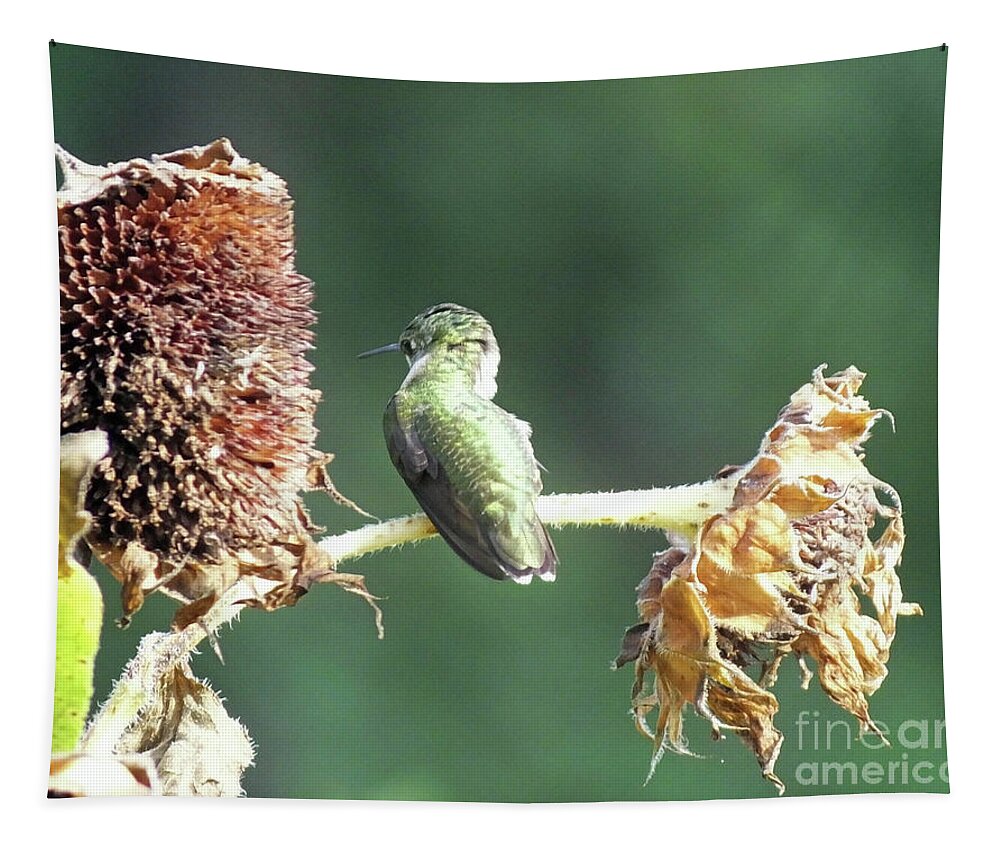 Yard Bird Tapestry featuring the photograph Hummingbird 63 by Lizi Beard-Ward