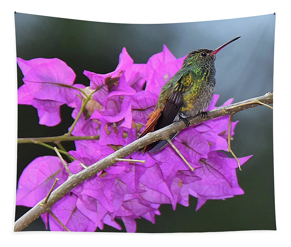 Hummingbird Tapestry featuring the photograph Hummingbird by Bougainvillea by Alan Lenk