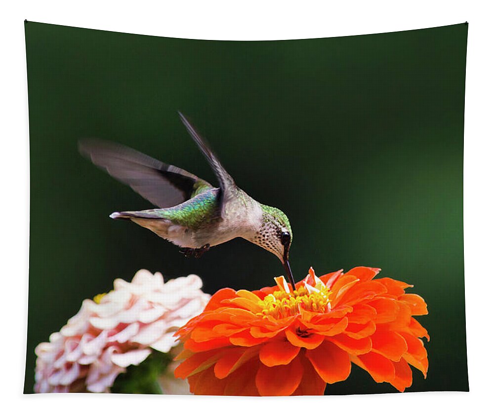 Hummingbird Tapestry featuring the photograph Hummingbird in Flight with Orange Zinnia Flower by Christina Rollo