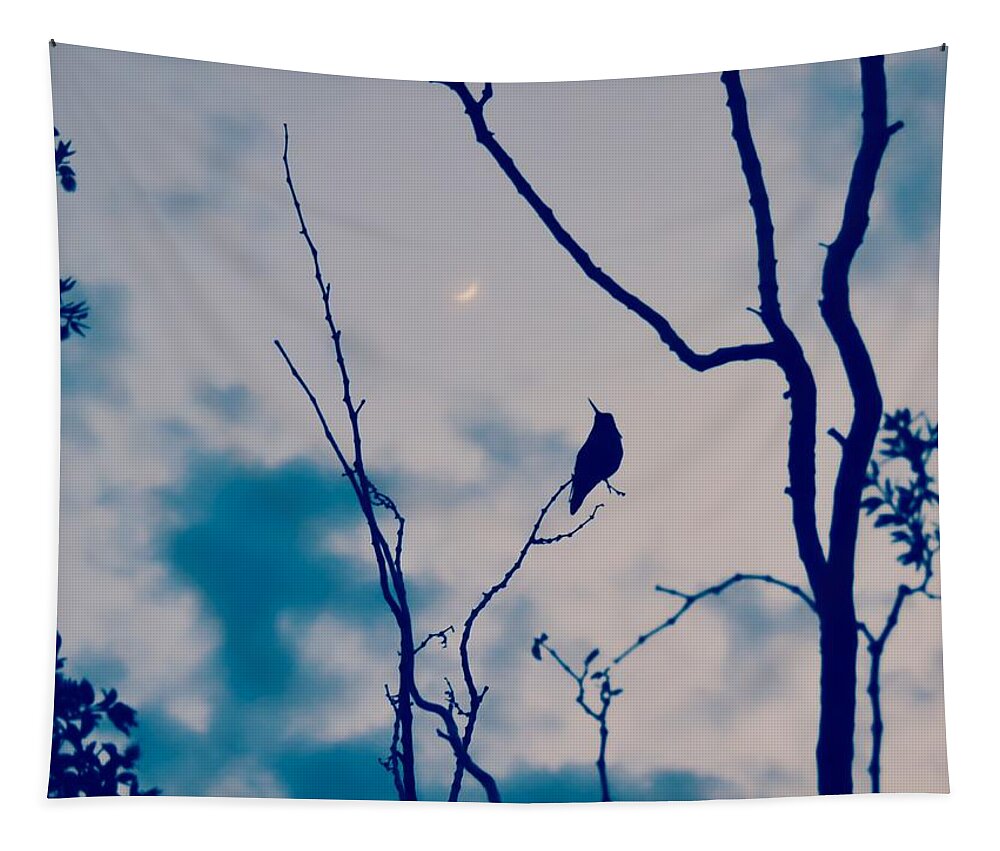 Animals Tapestry featuring the photograph Hummingbird Singing to the Moon by Judy Kennedy