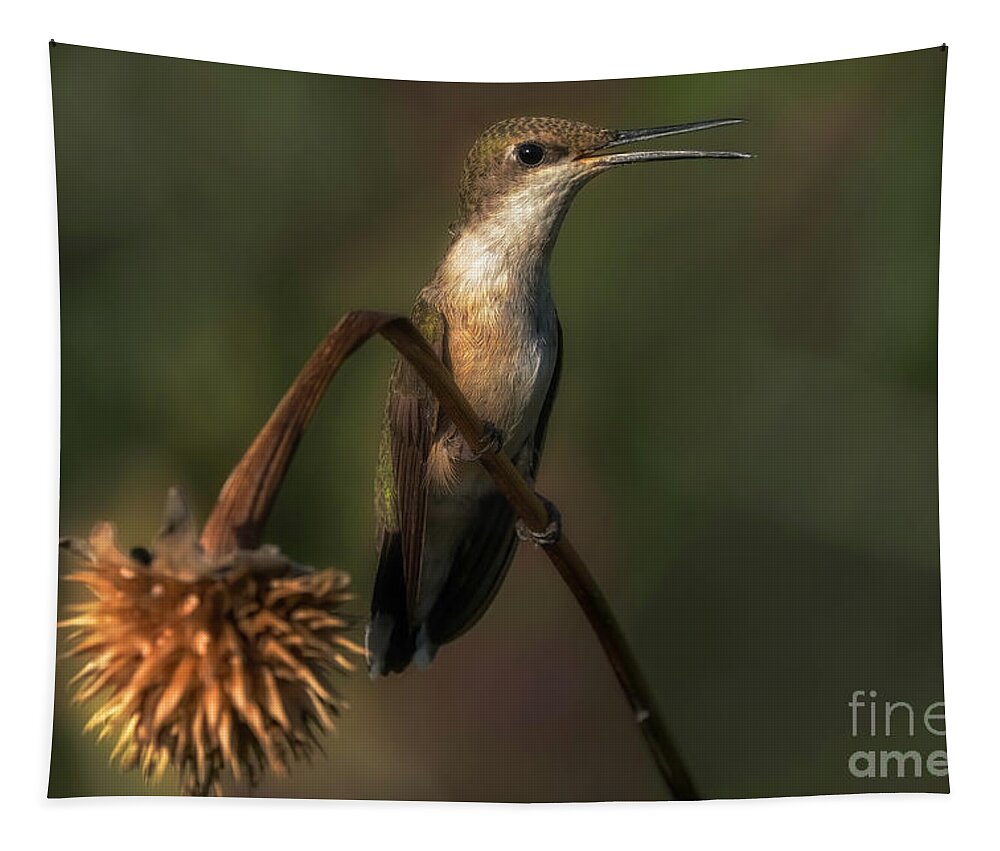 Hummingbird Tapestry featuring the photograph Hummingbird Sitting by Bill Frische