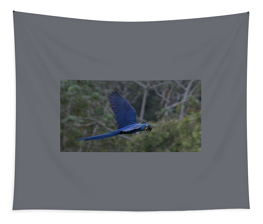 Hyacinth Tapestry featuring the photograph Hyacinth Macaw by Patrick Nowotny