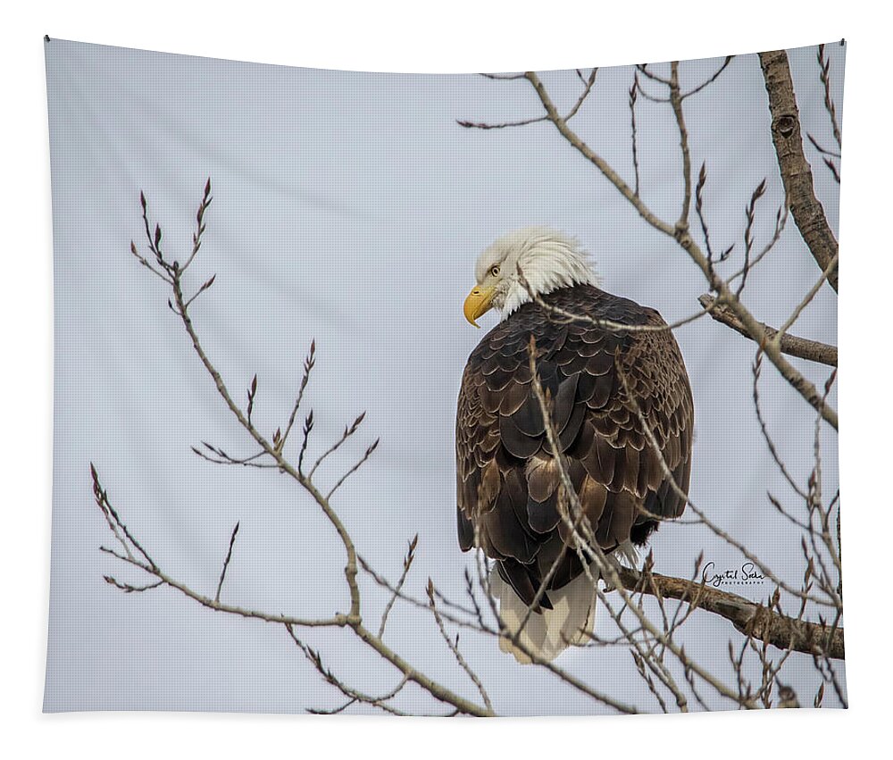 Eagles Tapestry featuring the photograph I can see you by Crystal Socha