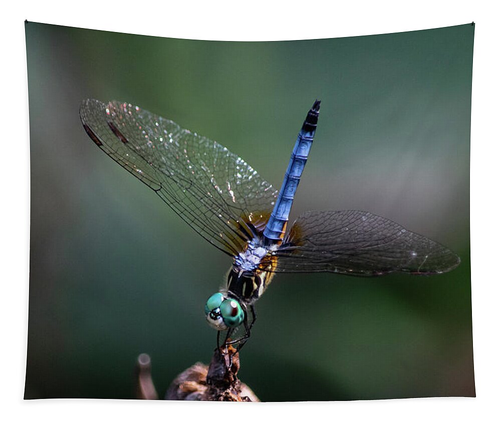 Dragonfly Tapestry featuring the photograph I Could Stay Like This All Day by Mary Ann Artz