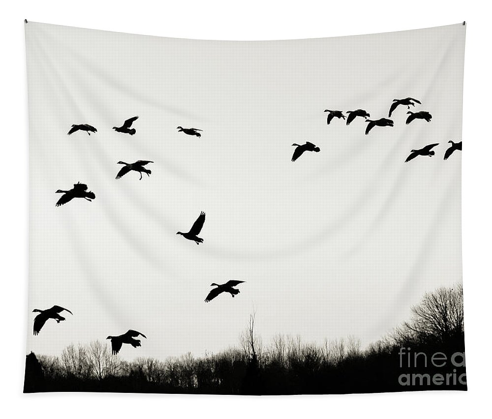 Canadian Geese Tapestry featuring the photograph In for the Night by Scott Cameron