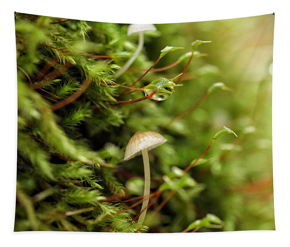Connie Handscomb Tapestry featuring the photograph In Moss World ... Dewy Fresh Friendships by Connie Handscomb