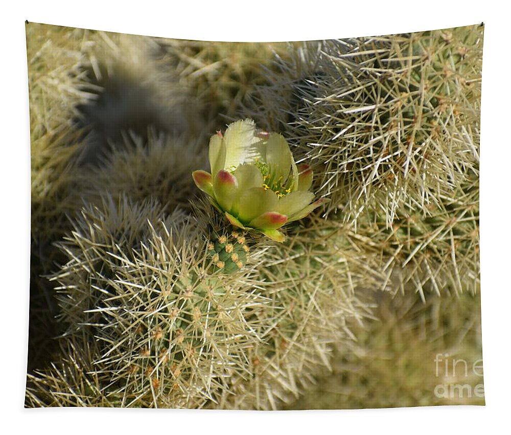 Teddy Bear Cholla Tapestry featuring the photograph In The Arms Of A Teddy Bear by Janet Marie